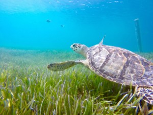 underwater photography of turtle